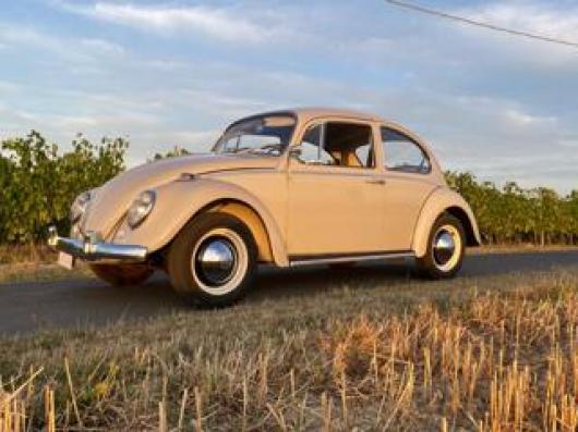 usato VOLKSWAGEN Maggiolino