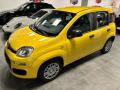 usato FIAT Panda