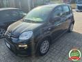 usato FIAT Panda