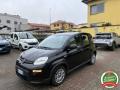 usato FIAT Panda