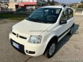 usato FIAT Panda