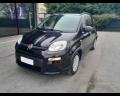 usato FIAT Panda