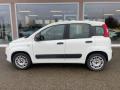 usato FIAT Panda
