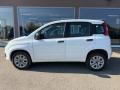 usato FIAT Panda