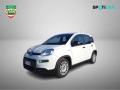 usato FIAT Panda