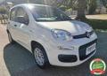 usato FIAT Panda