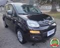 usato FIAT Panda