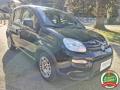 usato FIAT Panda