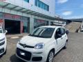 usato FIAT Panda